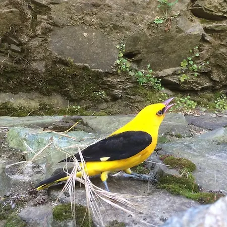 Moinho Da Ponte Velha Country house *