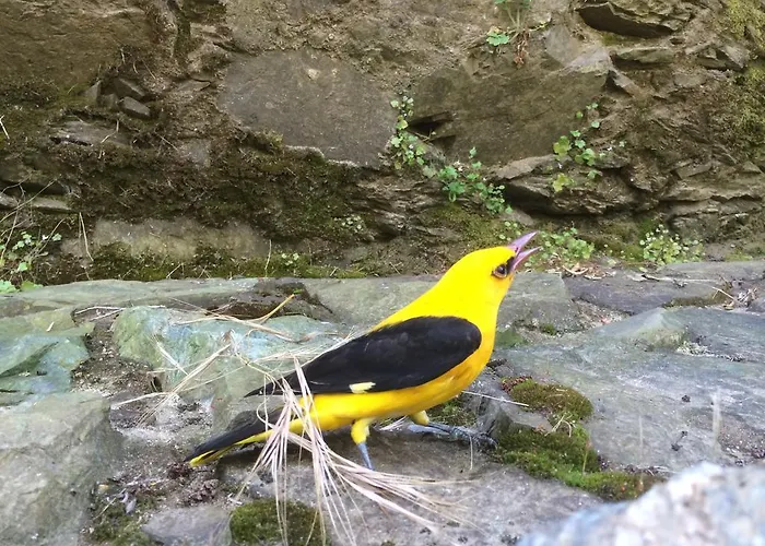 Moinho Da Ponte Velha Venkovský dům *